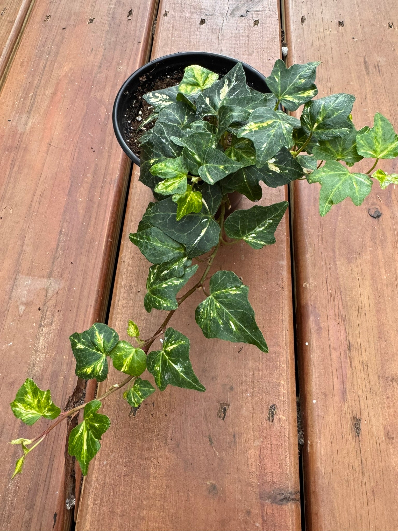 hedera helix english ivy in 4 inch pot with trailing green vines