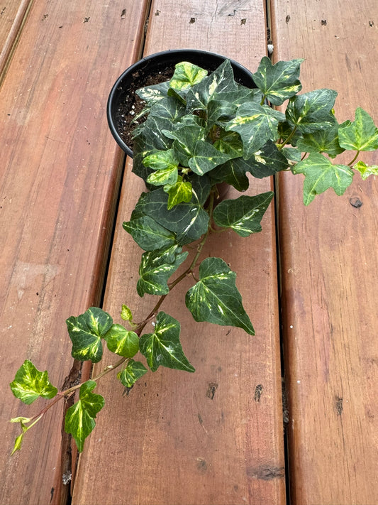 hedera helix english ivy in 4 inch pot with trailing green vines