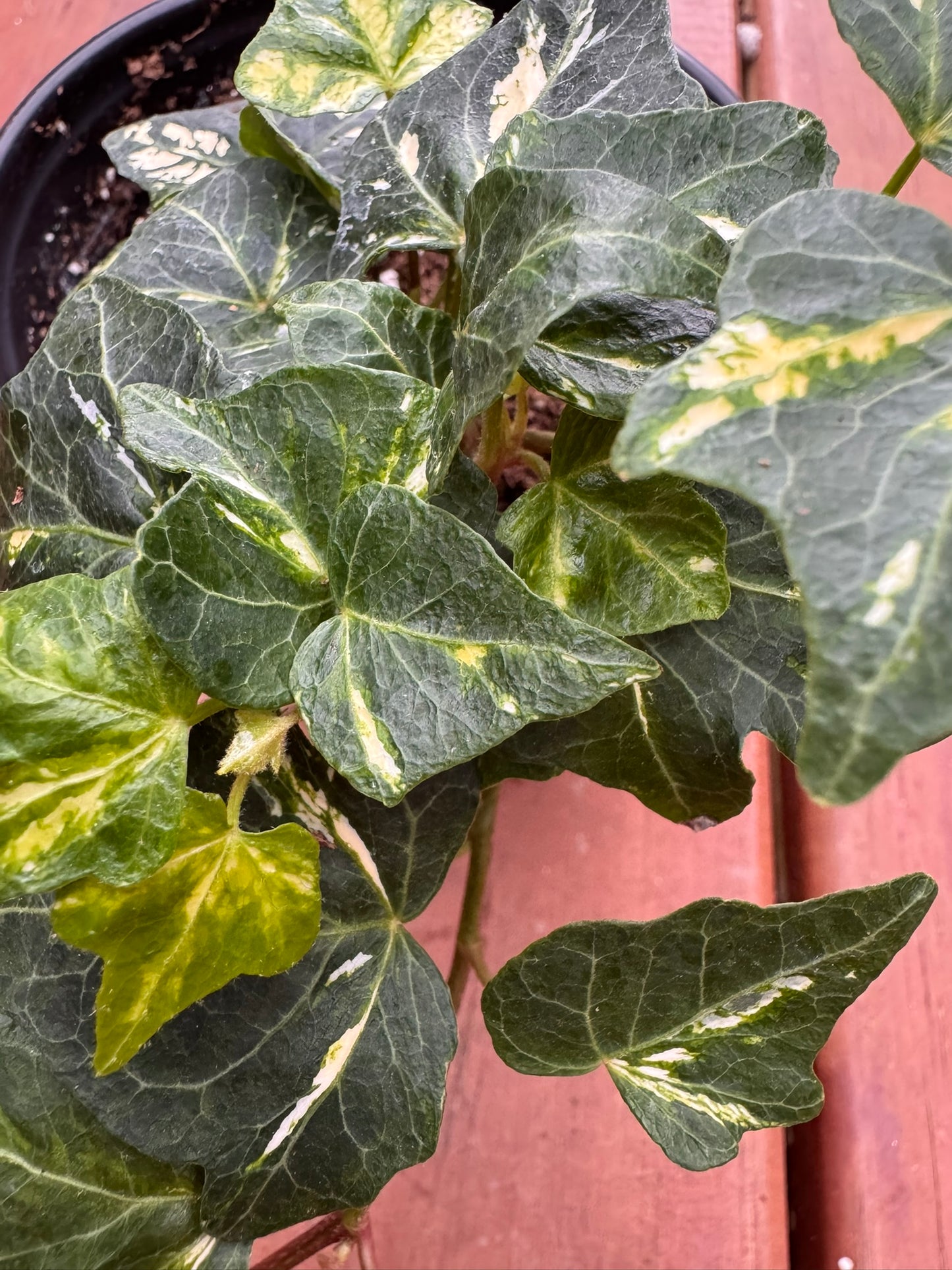 hedera helix english ivy in 4 inch pot with trailing green vines