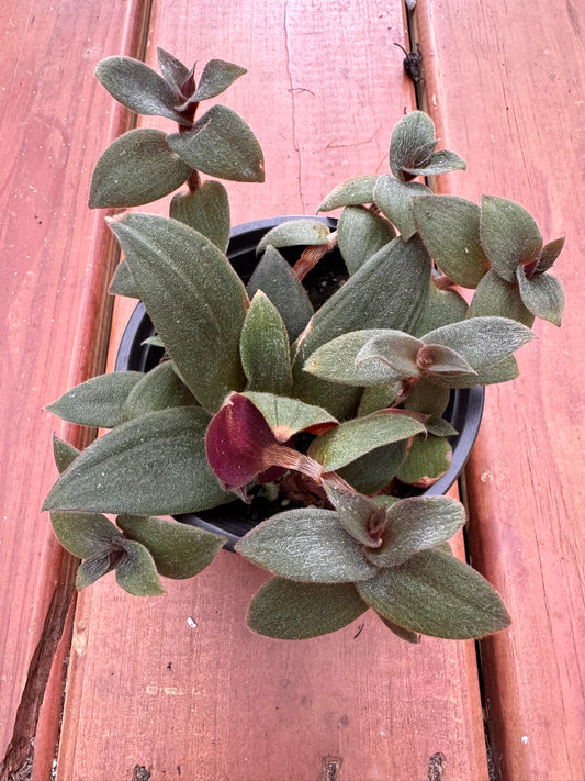 tradescantia baby bunny bellies in 4 inch pot with fuzzy trailing foliage