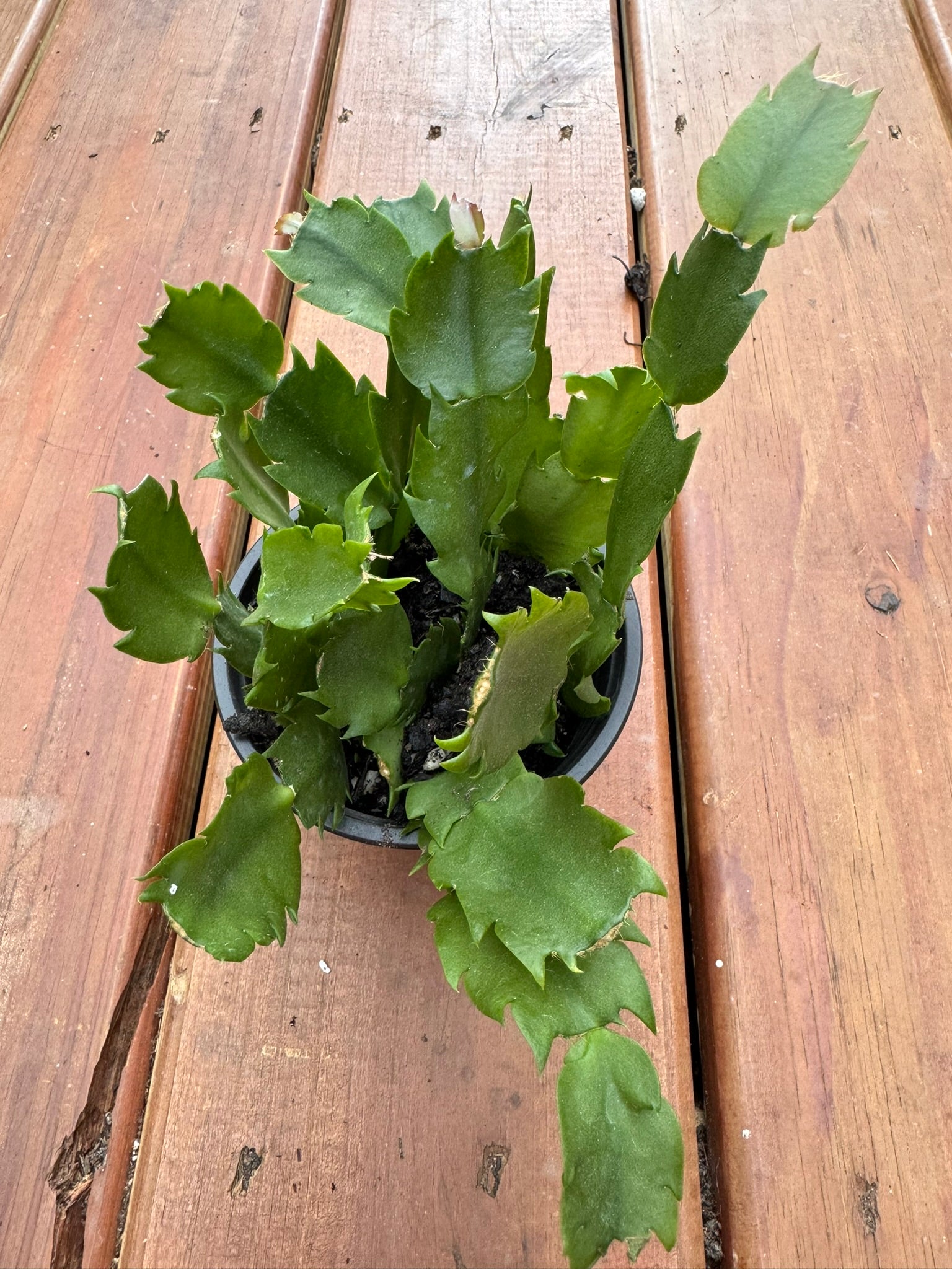 thanksgiving cactus in 4 inch pot with segmented green stems