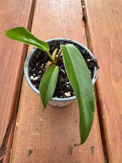 philodendron squamiferum in 4 inch pot with lobed green leaves and fuzzy stems