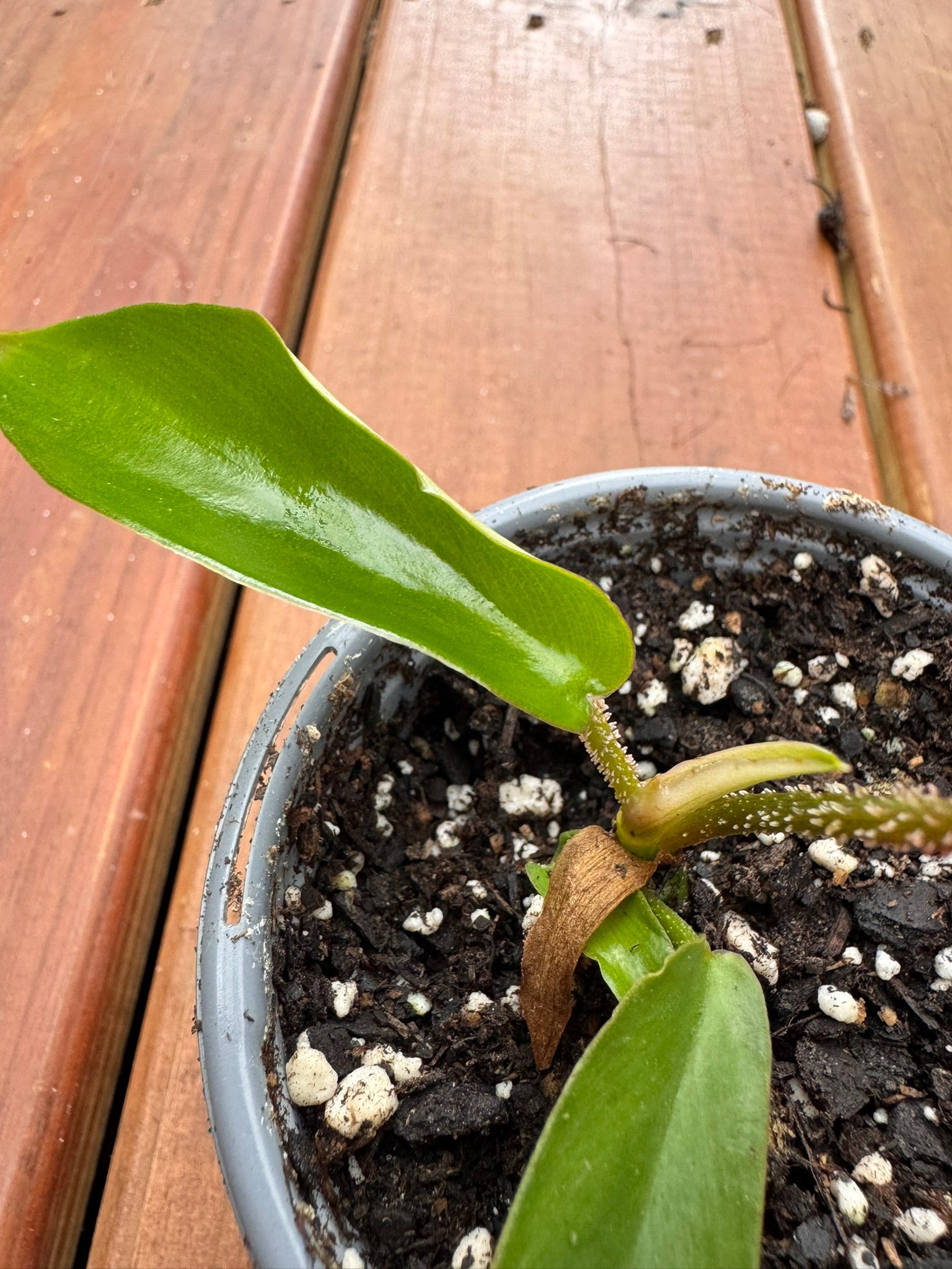 philodendron squamiferum in 4 inch pot with lobed green leaves and fuzzy stems