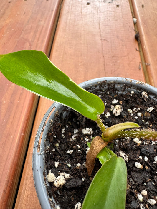 philodendron squamiferum in 4 inch pot with lobed green leaves and fuzzy stems