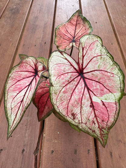 caladium heart to heart xplosion in 4 inch pot with multicolored heart shaped foliage in shades of pink red green and white