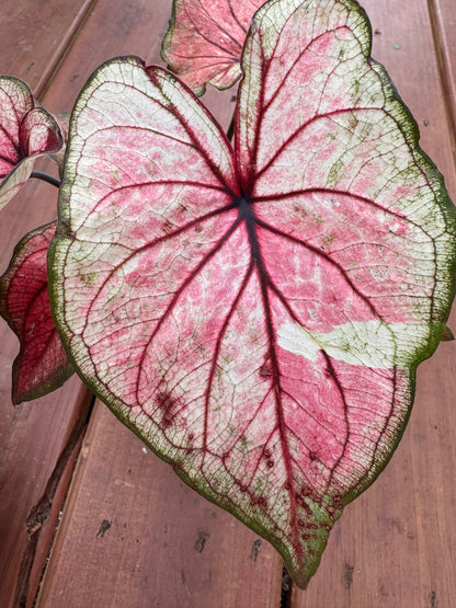 caladium heart to heart xplosion in 4 inch pot with multicolored heart shaped foliage in shades of pink red green and white