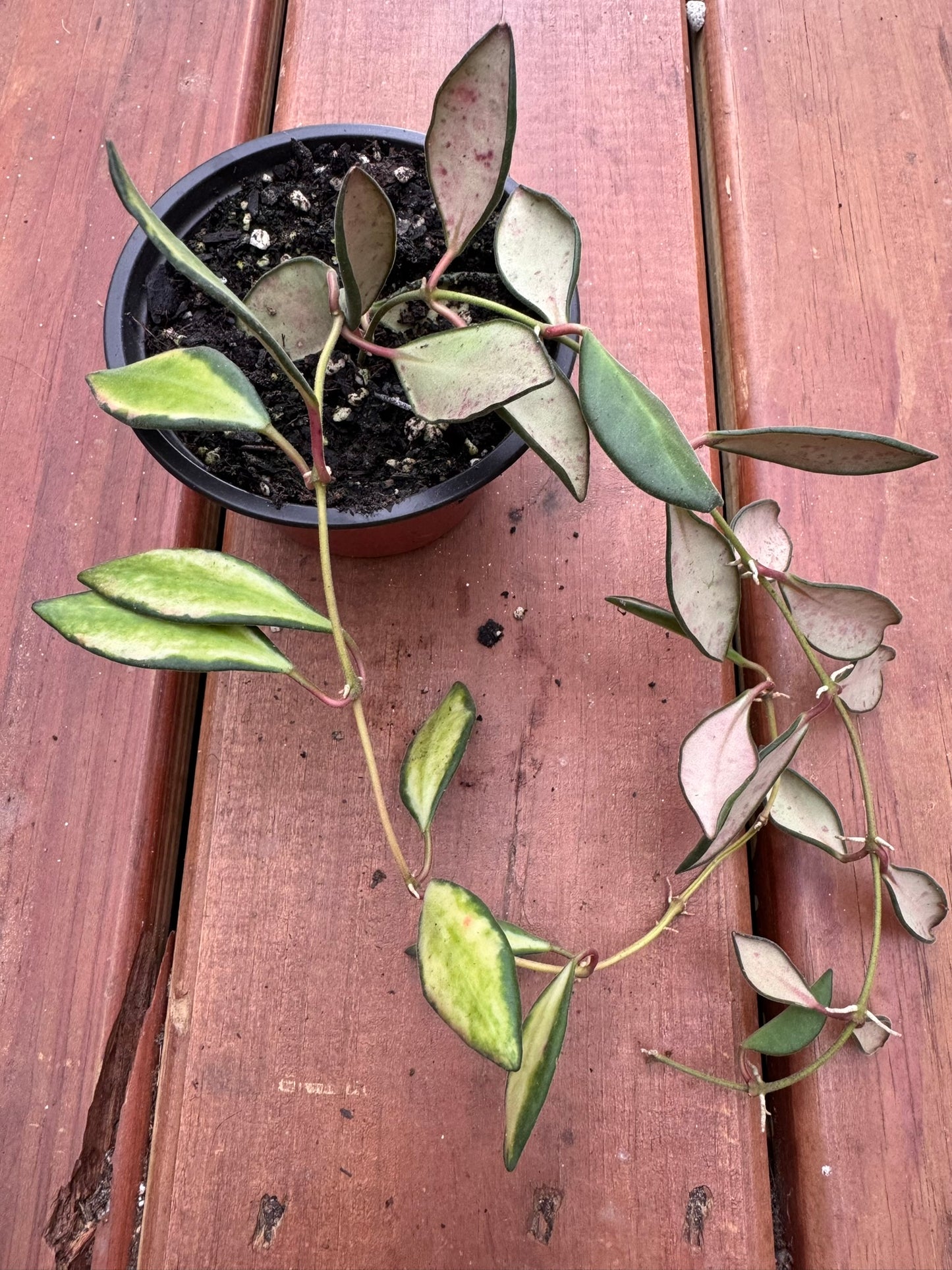 hoya variegated burtonaie in 4 inch pot with green and cream variegated leaves