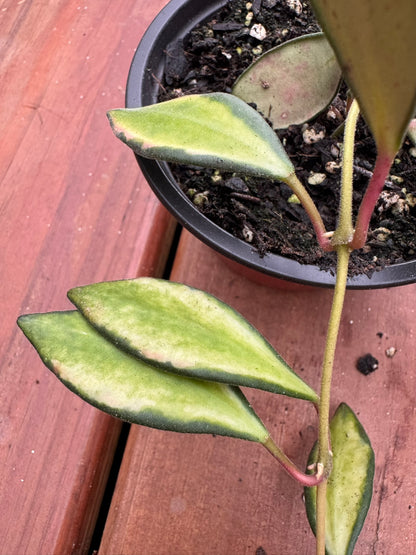 hoya variegated burtonaie in 4 inch pot with green and cream variegated leaves