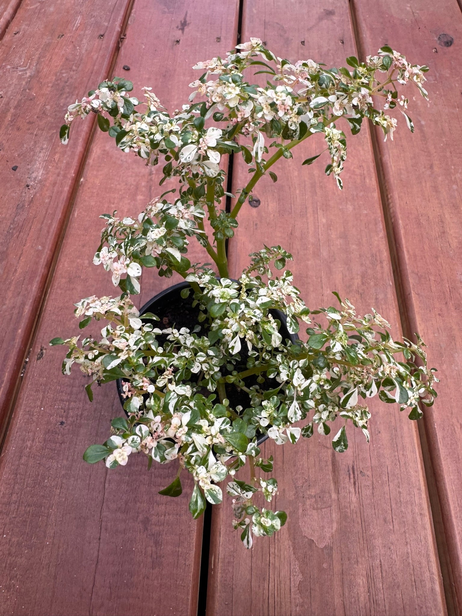 variegated pilea microphylla in 4 inch pot with tiny green and cream variegated leaves