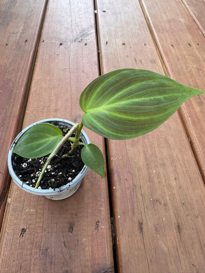 philodendron camposportoanum in 4 inch pot with velvety green climbing foliage