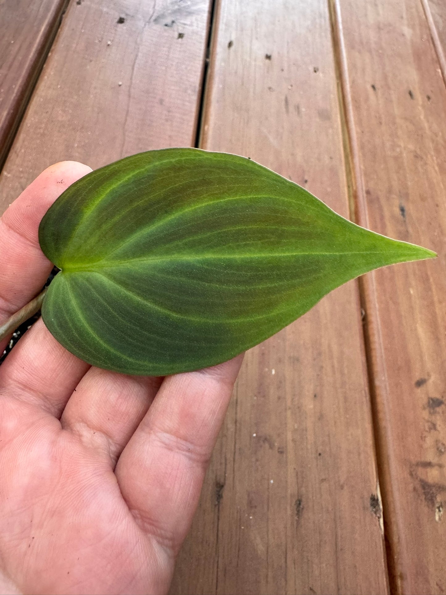 philodendron camposportoanum in 4 inch pot with velvety green climbing foliage