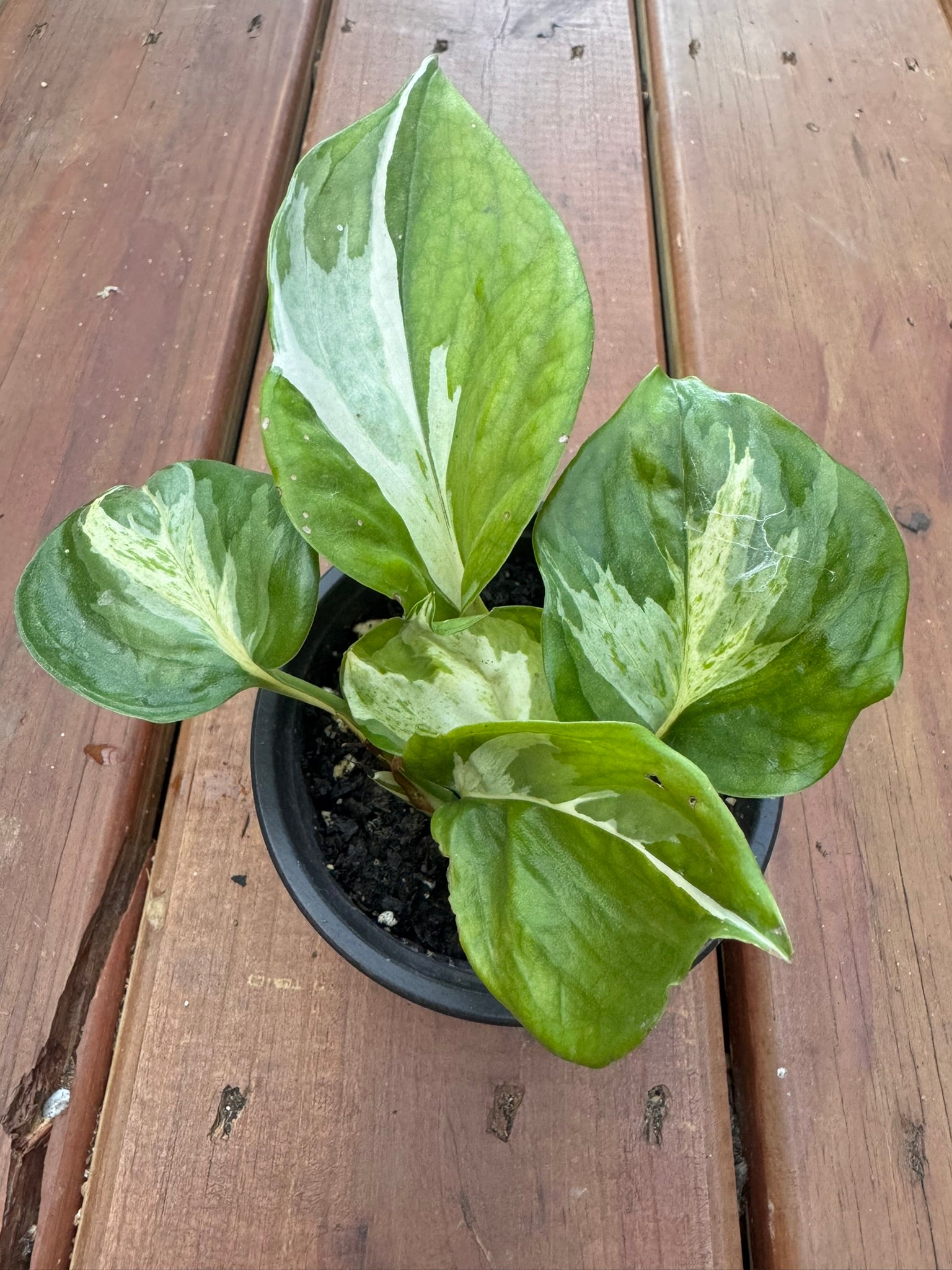 manjula pothos in 4 inch pot with green white and cream variegated leaves