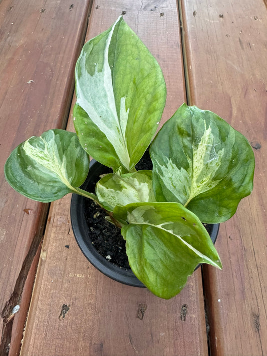 manjula pothos in 4 inch pot with green white and cream variegated leaves