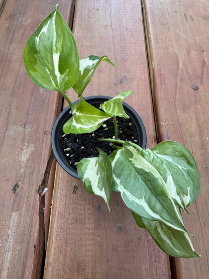 pearls and jade pothos in 4 inch pot with green and white variegated trailing leaves