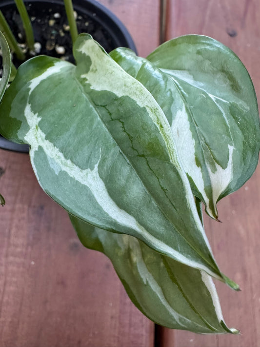 pearls and jade pothos in 4 inch pot with green and white variegated trailing leaves