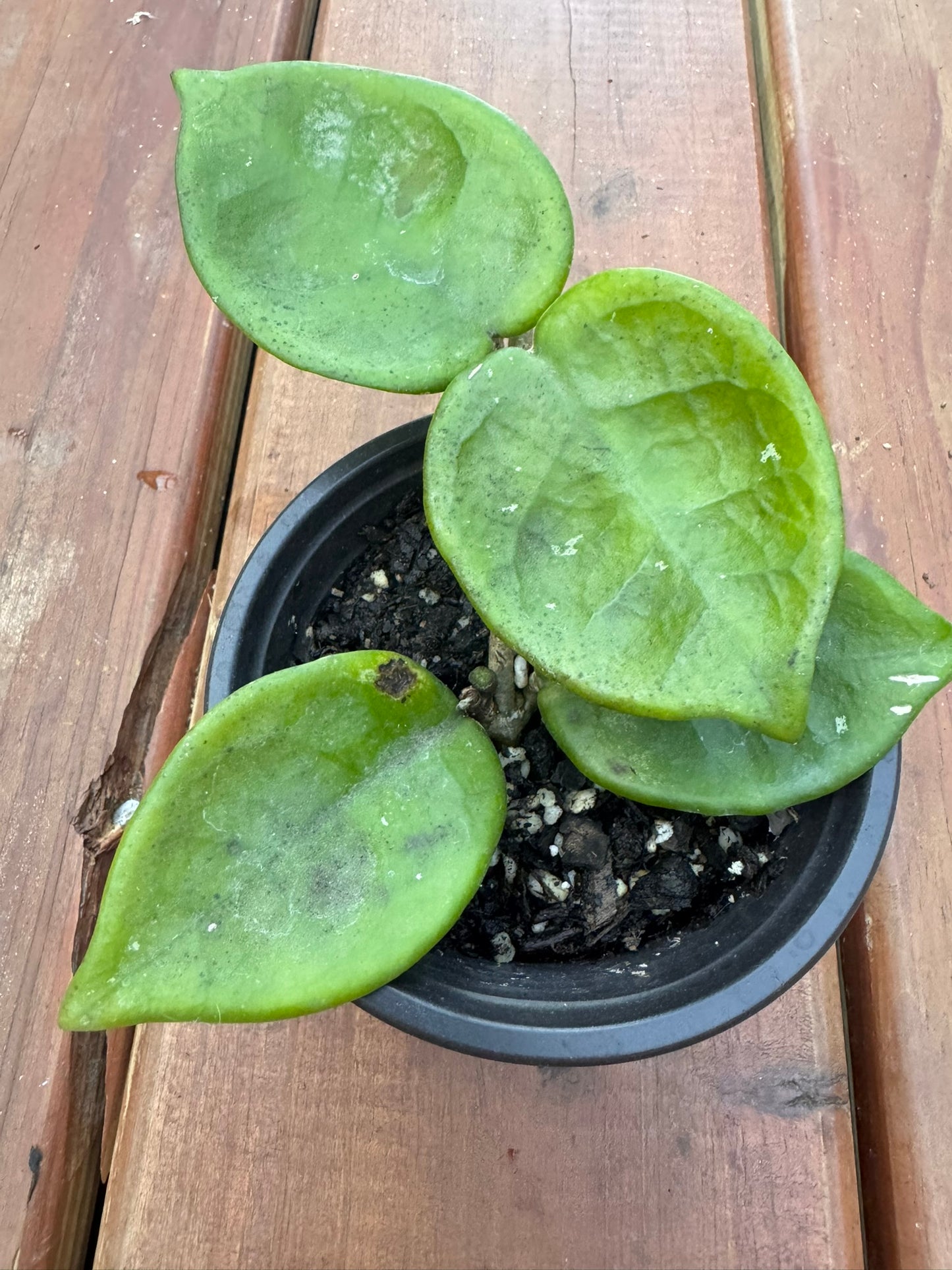 hoya chelsea in 4 inch pot with thick glossy cupped green leaves