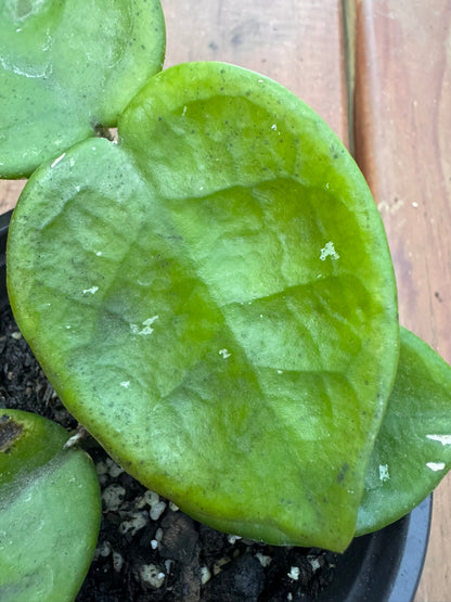 hoya chelsea in 4 inch pot with thick glossy cupped green leaves