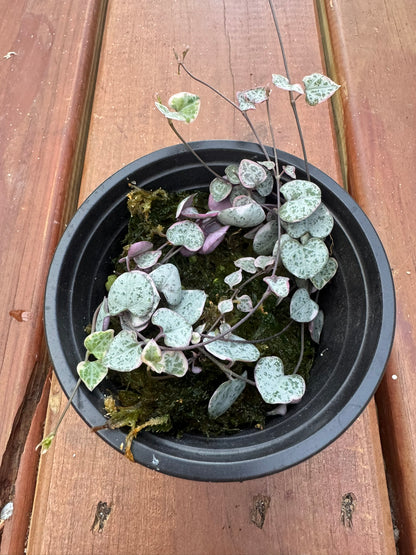 variegated string of hearts in 4 inch pot with pink and cream trailing heart shaped leaves