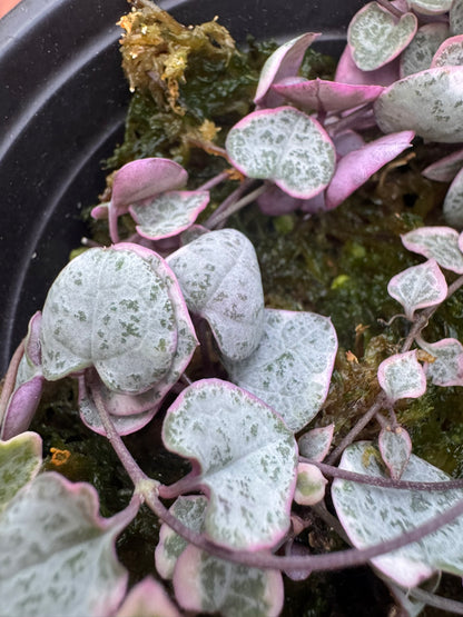 variegated string of hearts in 4 inch pot with pink and cream trailing heart shaped leaves