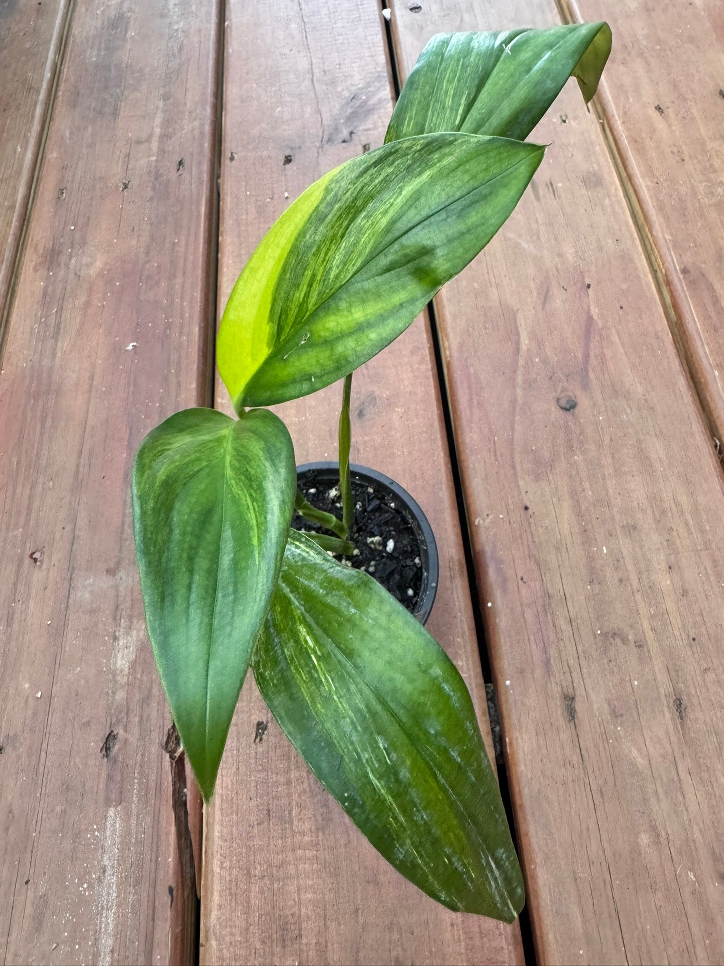 epipremnum amplissimum variegated in 4 inch pot with long green and white variegated leaves