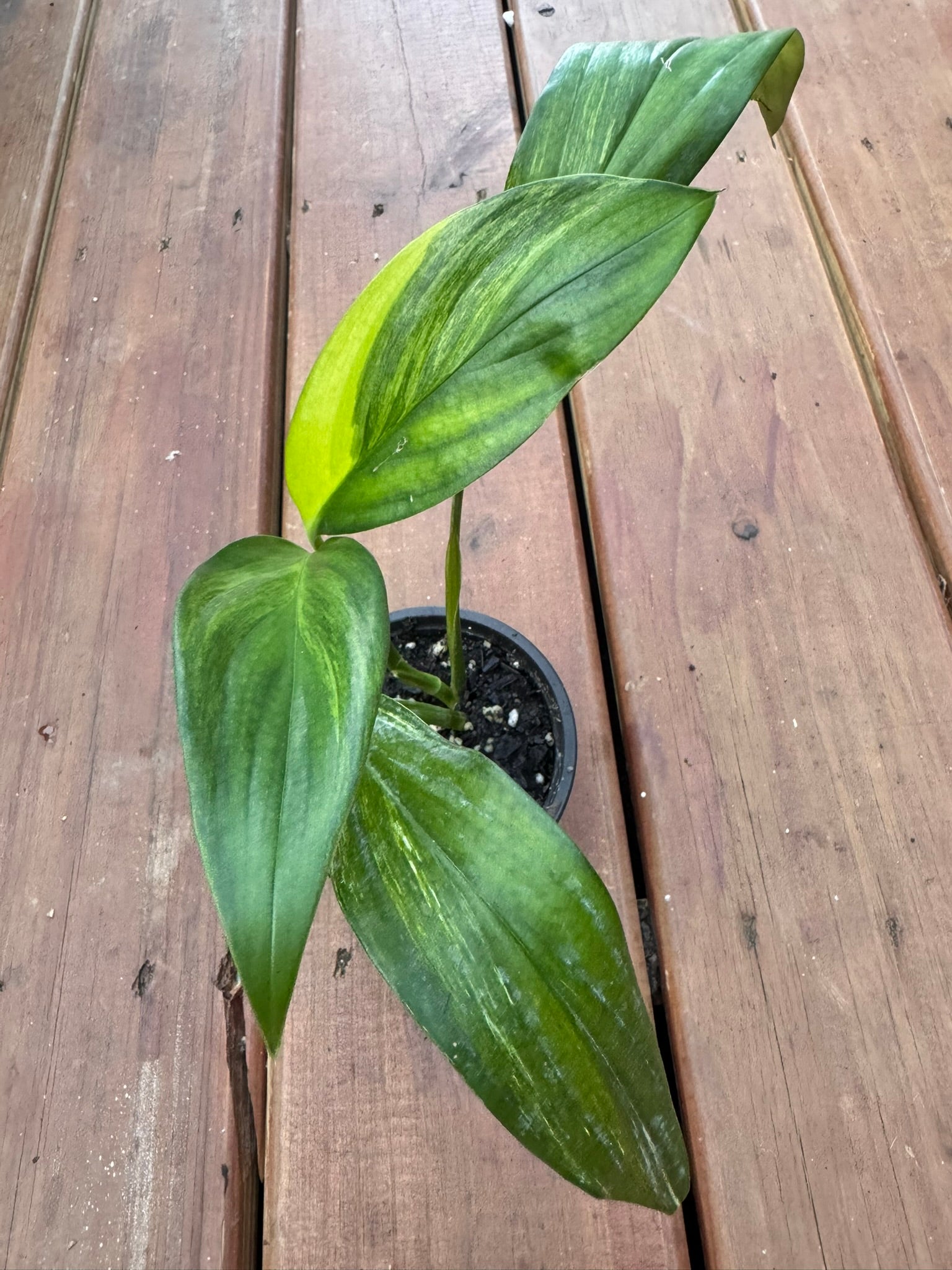 epipremnum amplissimum variegated in 4 inch pot with long green and white variegated leaves