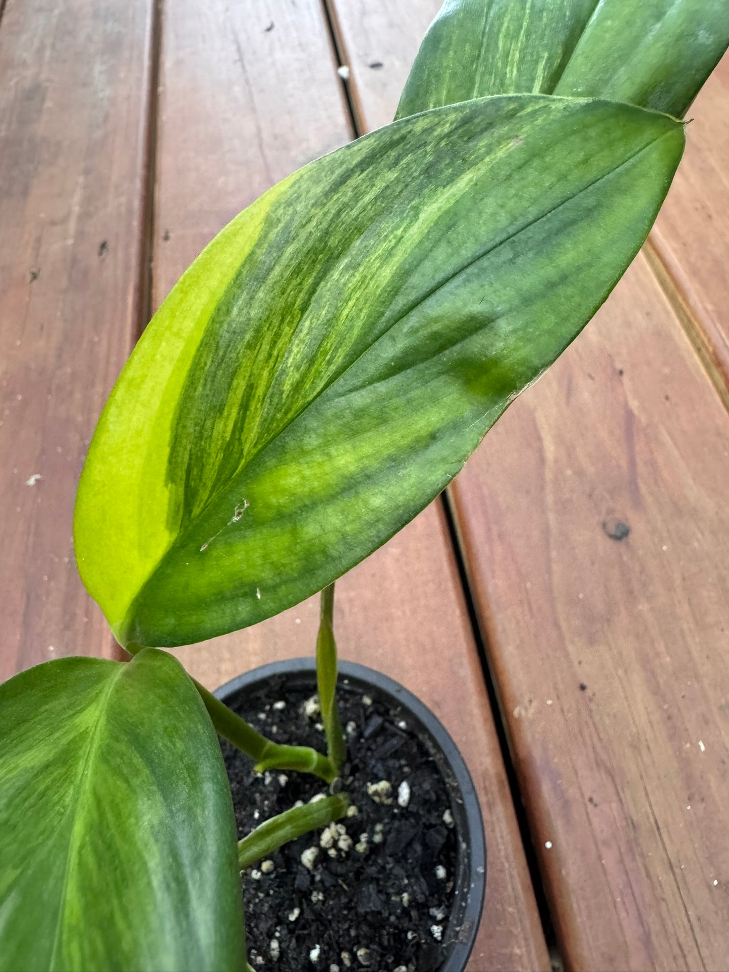 epipremnum amplissimum variegated in 4 inch pot with long green and white variegated leaves
