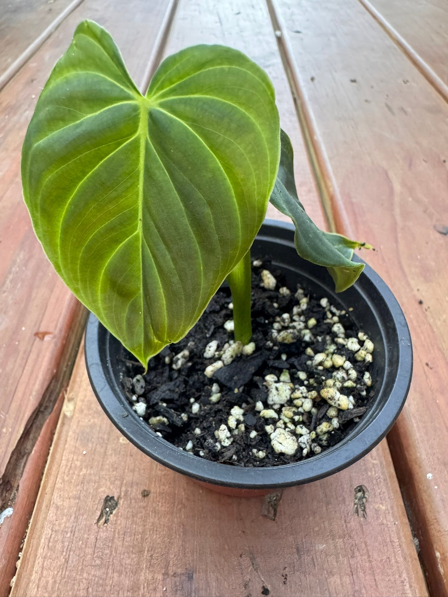 philodendron splendid in 4 inch pot with large velvety green leaves