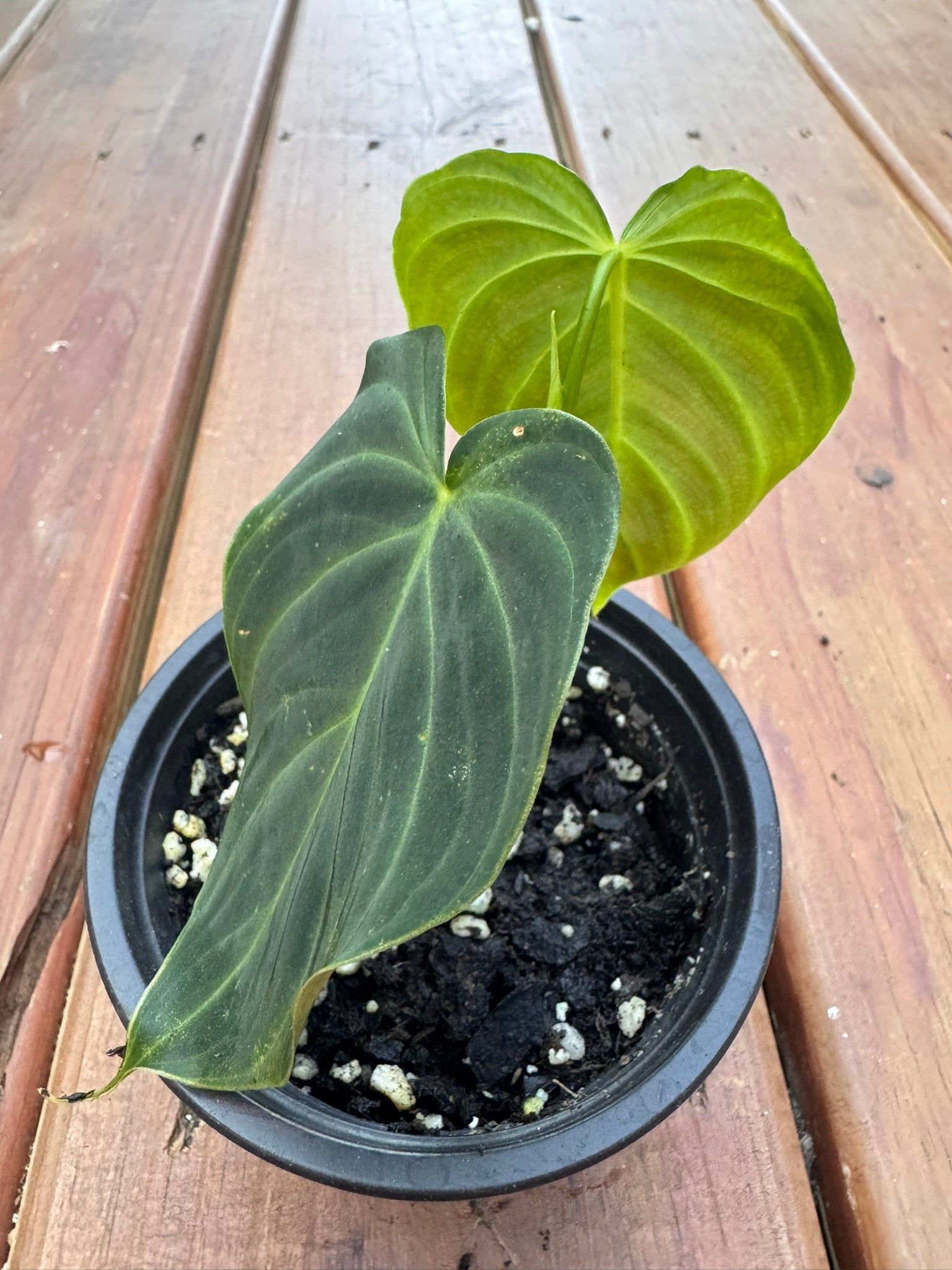 philodendron splendid in 4 inch pot with large velvety green leaves