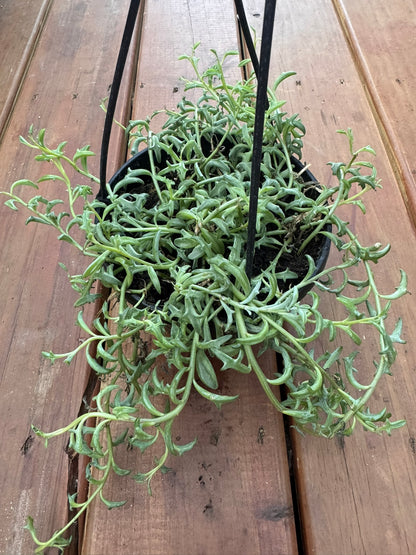 string of dolphins in 6 inch hanging basket with trailing dolphin shaped succulent leaves