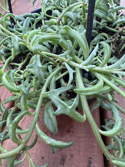 string of dolphins in 6 inch hanging basket with trailing dolphin shaped succulent leaves