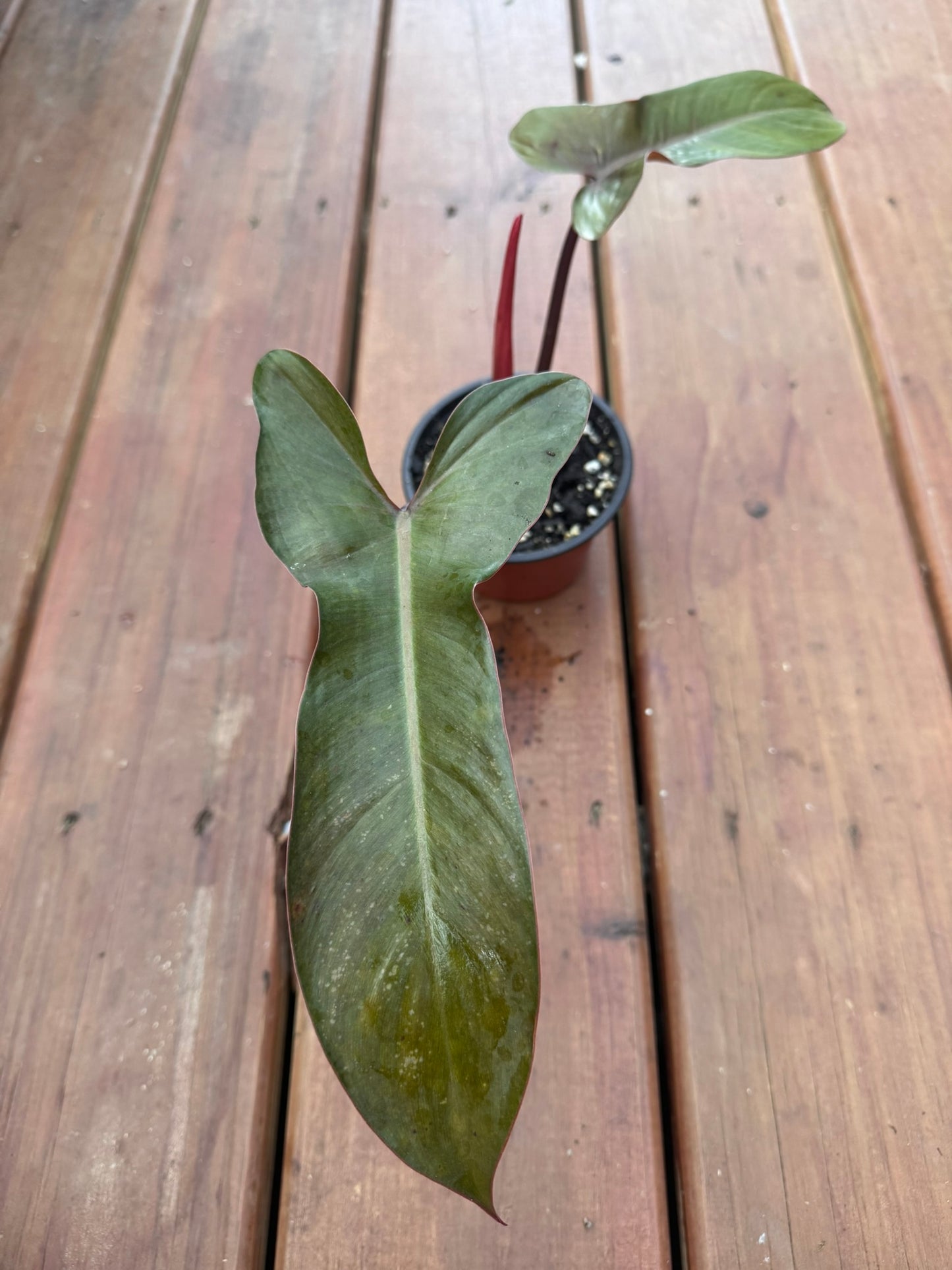 philodendron florida bronze in 4 inch pot with bronze and green lobed leaves