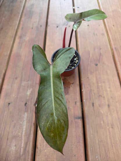 philodendron florida bronze in 4 inch pot with bronze and green lobed leaves
