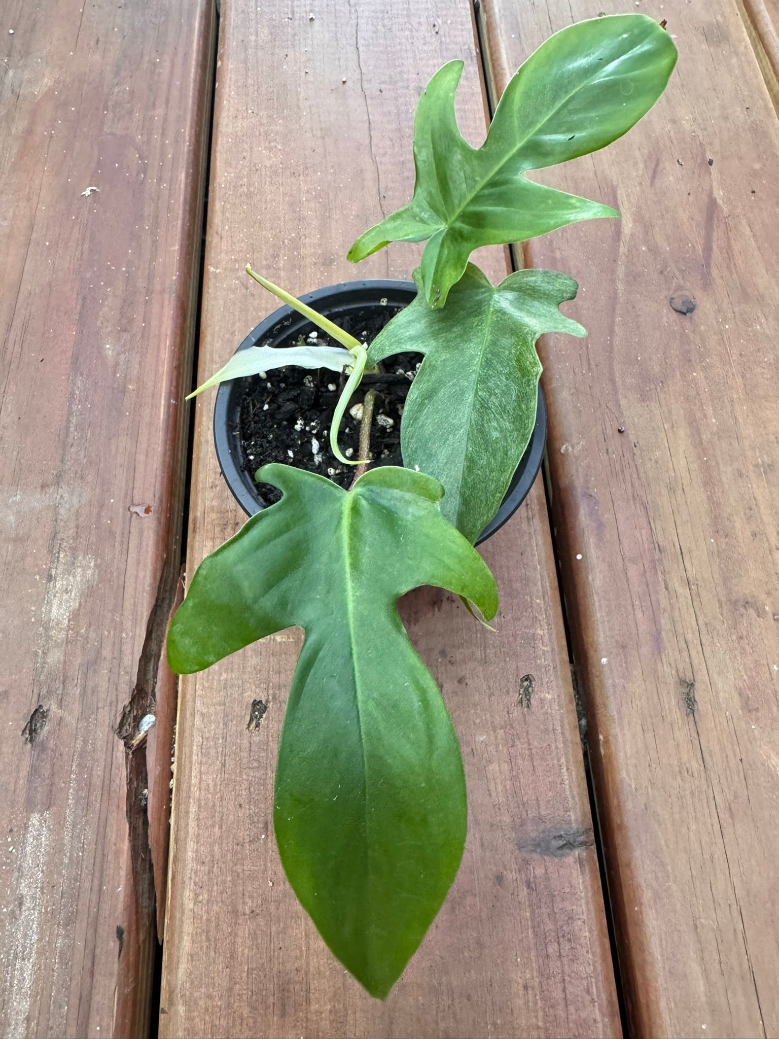 philodendron florida ghost in 4 inch pot with white mint and green lobed climbing leaves