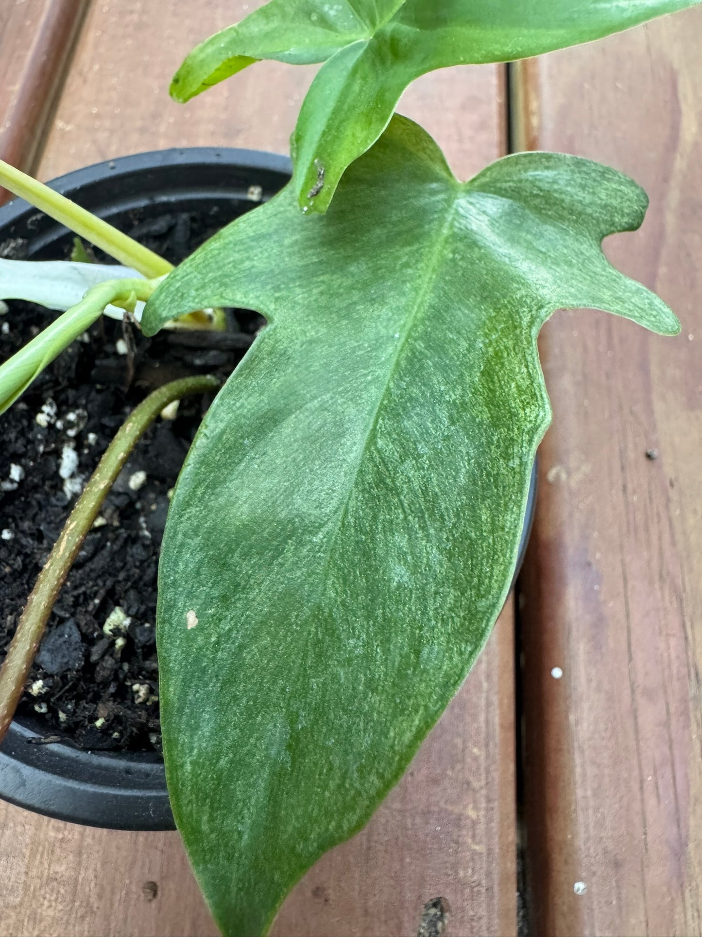 philodendron florida ghost in 4 inch pot with white mint and green lobed climbing leaves
