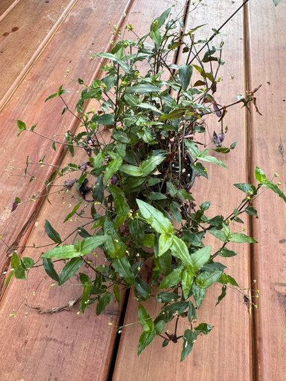 tradescantia multiflora bridal veil in 4 inch pot with trailing green vines and delicate white flowers