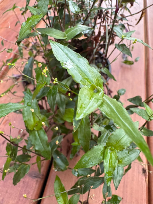tradescantia multiflora bridal veil in 4 inch pot with trailing green vines and delicate white flowers