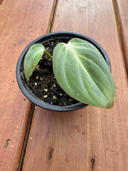 philodendron gloriosum in 4 inch pot with large velvety green leaves and white veins