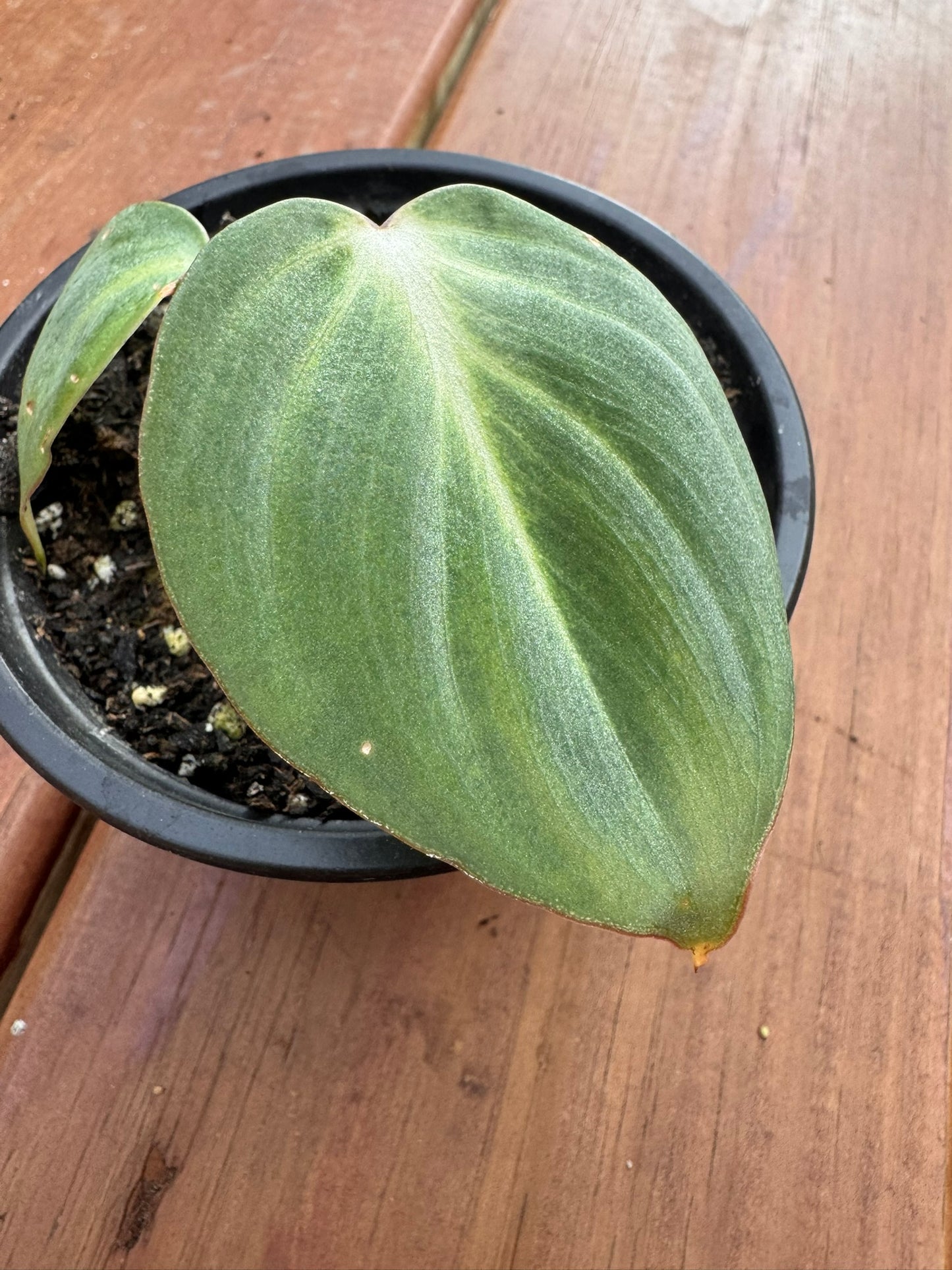 philodendron gloriosum in 4 inch pot with large velvety green leaves and white veins