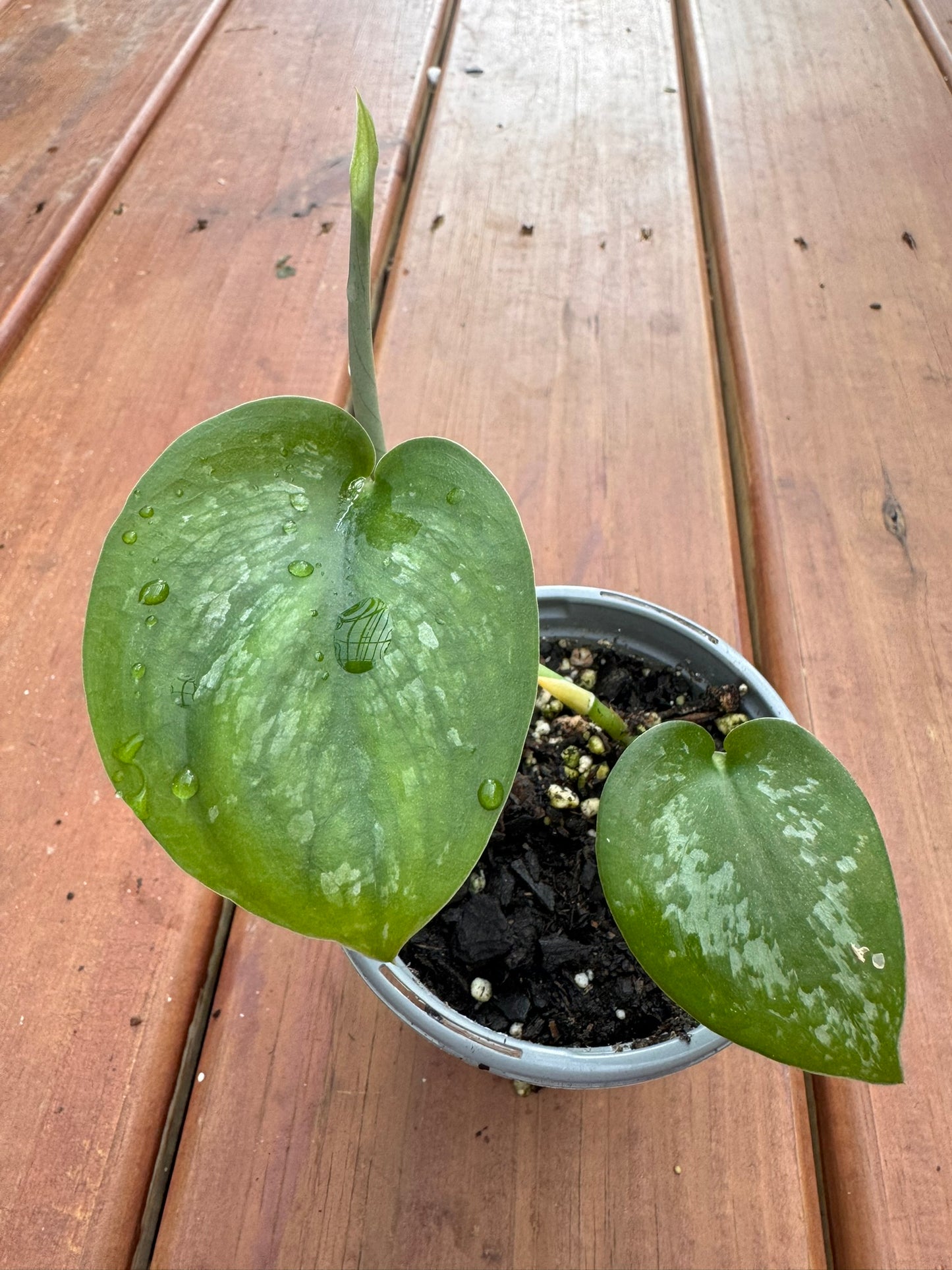 scindapsus silver splash in 4 inch pot with silver variegated velvety leaves