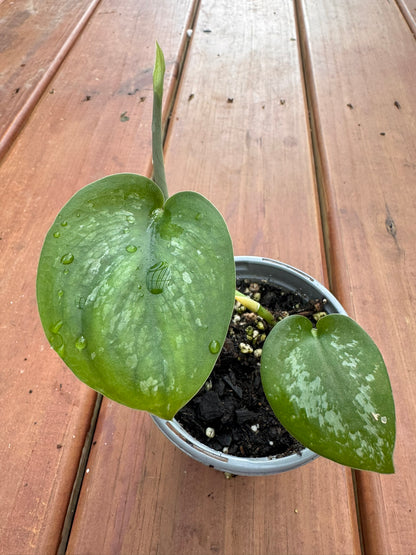 scindapsus silver splash in 4 inch pot with silver variegated velvety leaves