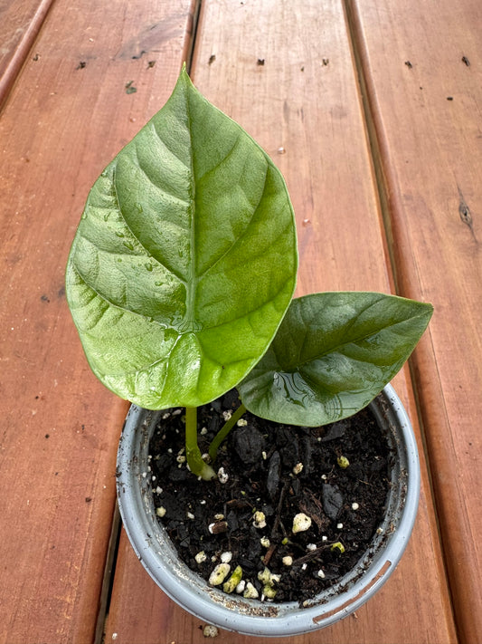 alocasia quilted dream in 4 inch pot with glossy quilted green leaves