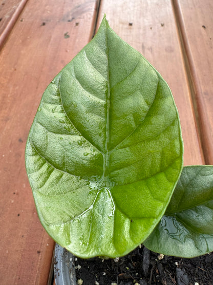 alocasia quilted dream in 4 inch pot with glossy quilted green leaves