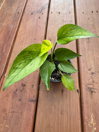 jessenia pothos in 4 inch pot with green and chartreuse variegated leaves