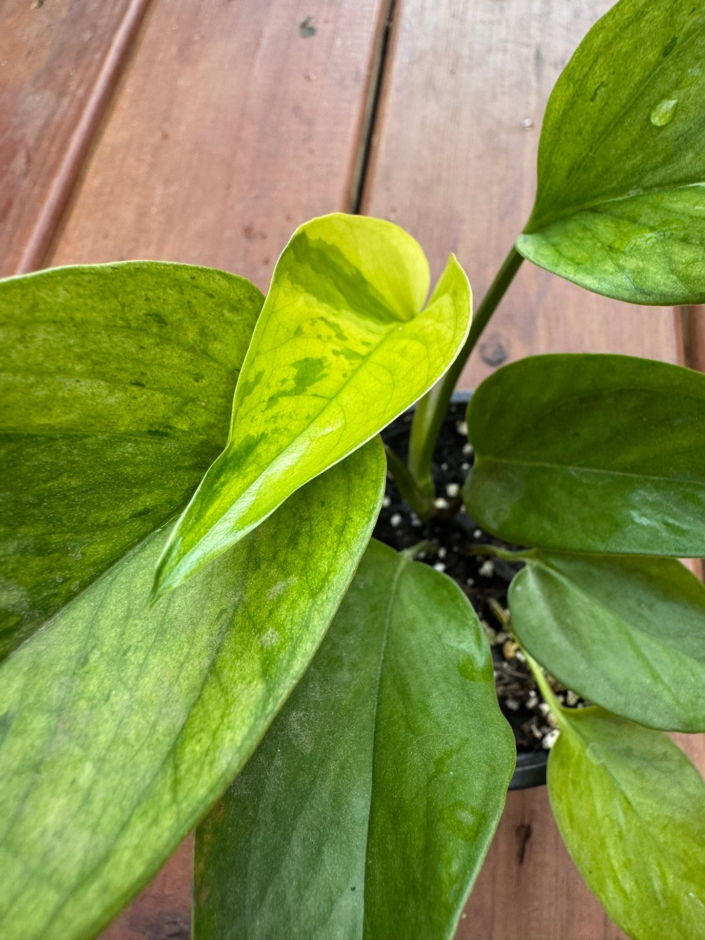 jessenia pothos in 4 inch pot with green and chartreuse variegated leaves