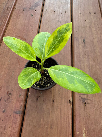 ficus altissima in 4 inch pot with glossy green and lime variegated leaves