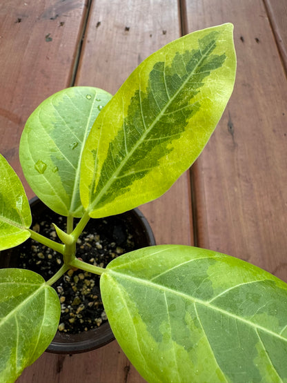 ficus altissima in 4 inch pot with glossy green and lime variegated leaves
