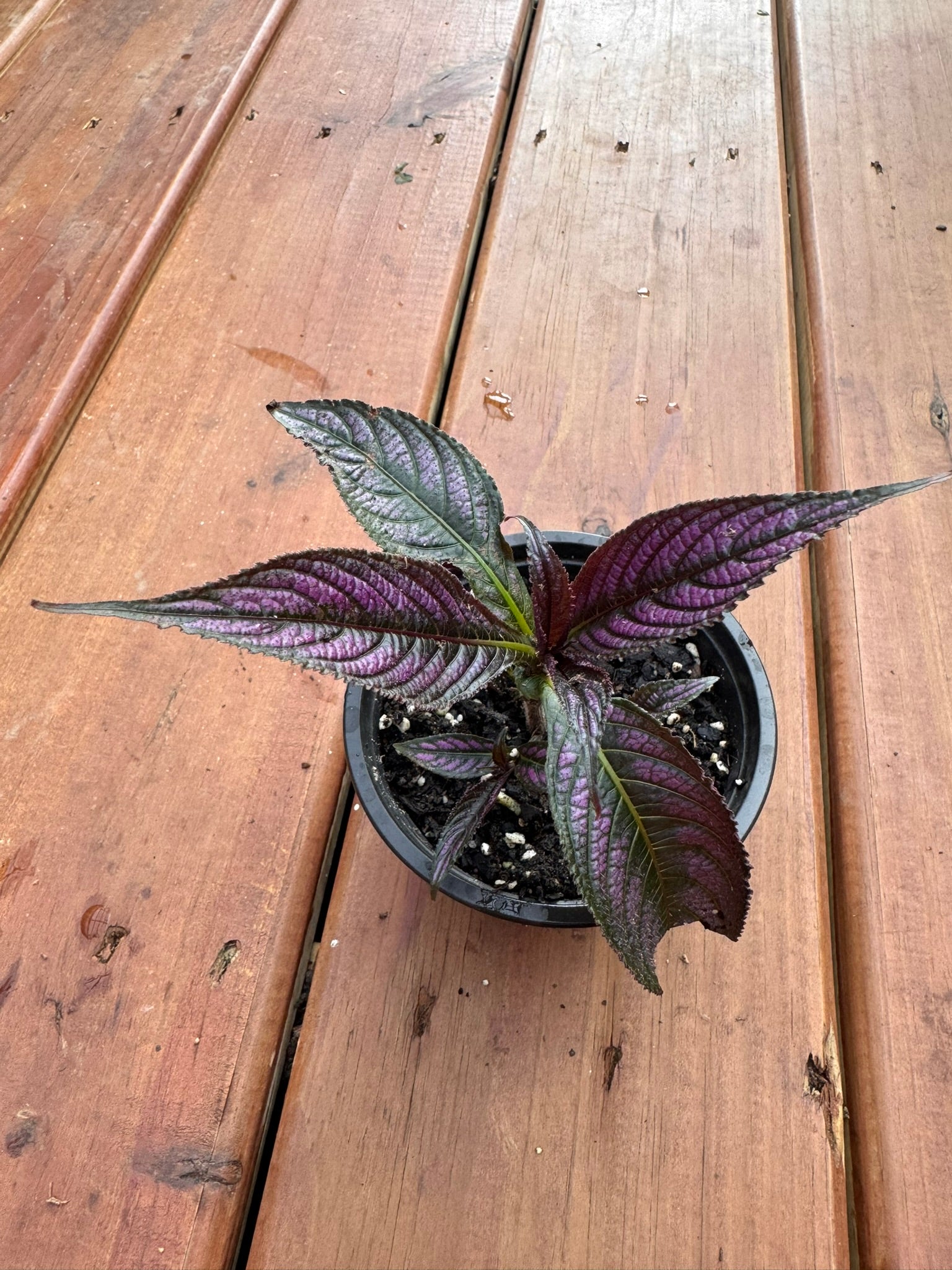 persian shield in 4 inch pot with metallic purple foliage
