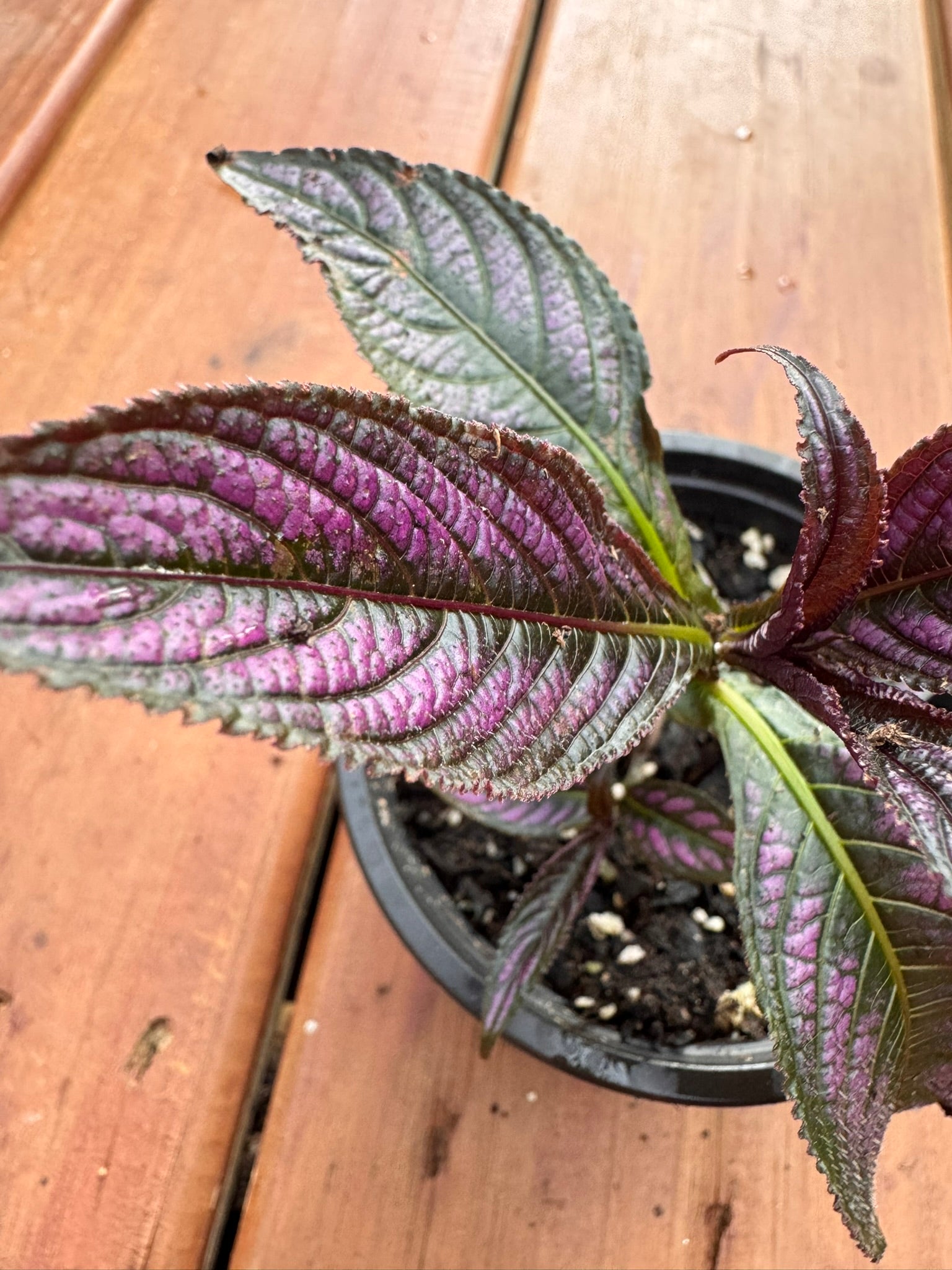 persian shield in 4 inch pot with metallic purple foliage