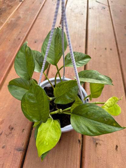 lemon meringue pothos in 5 inch hanging basket with lime green variegated trailing vines