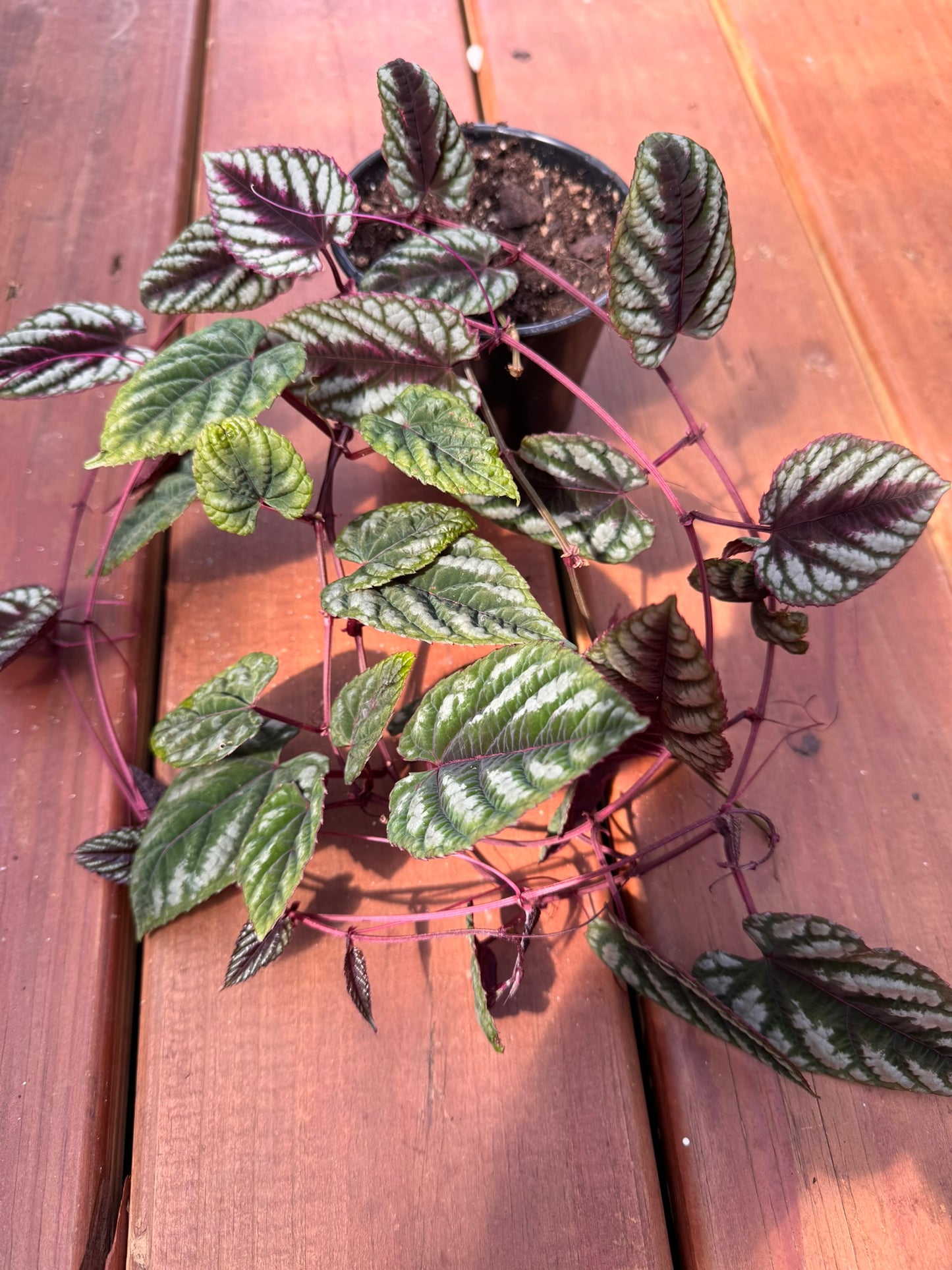 cissus discolor in 4 inch pot with silver patterned leaves and burgundy undersides